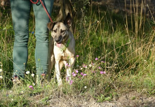 velvet: dolcissima cagnolina taglia media | Foto 3