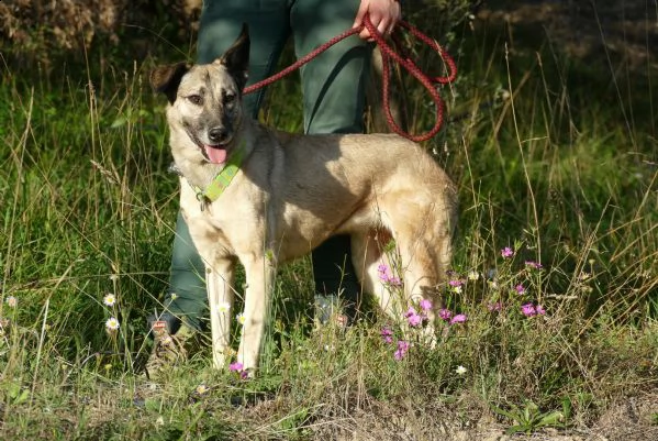 velvet: dolcissima cagnolina taglia media | Foto 2
