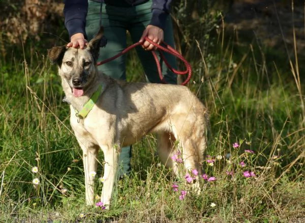 velvet: dolcissima cagnolina taglia media