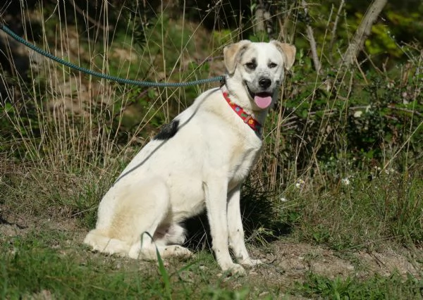 teddy: giovane maschio simil labrador | Foto 5