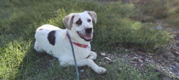 teddy: giovane maschio simil labrador