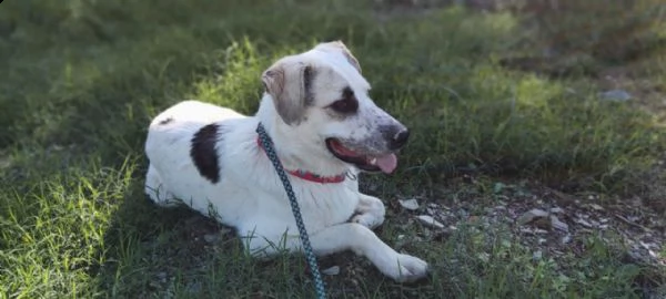 teddy: giovane maschio simil labrador | Foto 4