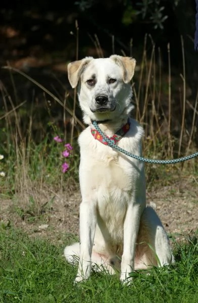 teddy: giovane maschio simil labrador | Foto 3
