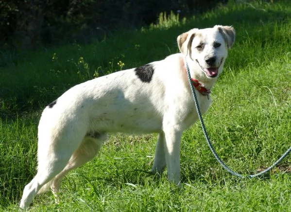 teddy: giovane maschio simil labrador | Foto 2