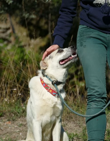 teddy: giovane maschio simil labrador | Foto 1