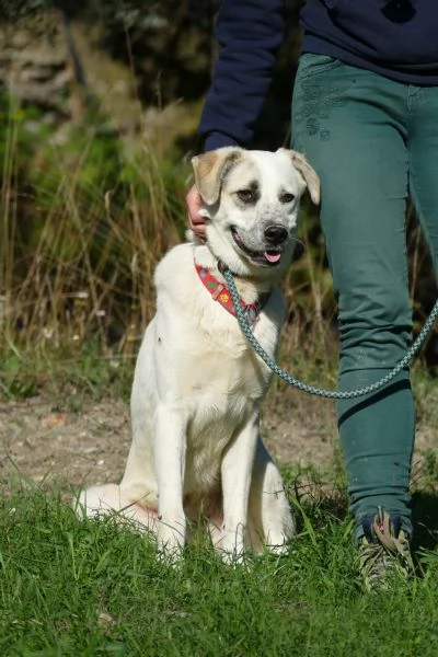 teddy: giovane maschio simil labrador | Foto 0
