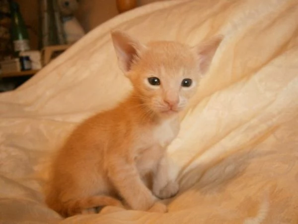 regalo gattini di razza siamese gattini di razza siamese e orientale  bellissimi di alta genealogi