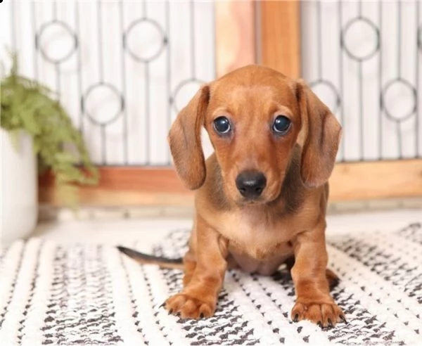  adorabili cuccioli di bassotto