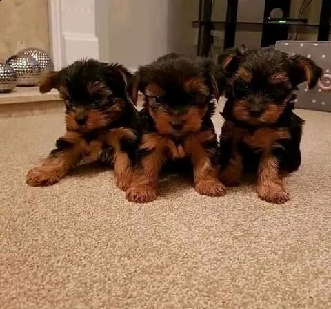 adorabili cuccioli di yorkie in tazza da t in vendita