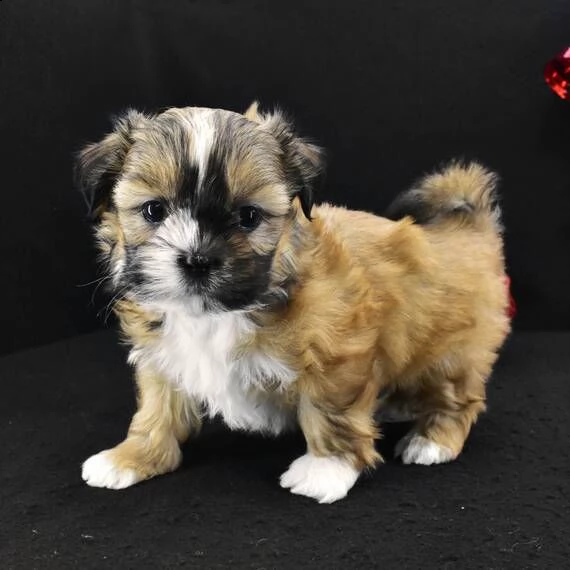 shih tzu cuccioli per adozione introvabili cuccioli di shih tzu intelligenti e dolcissimi attaccati 