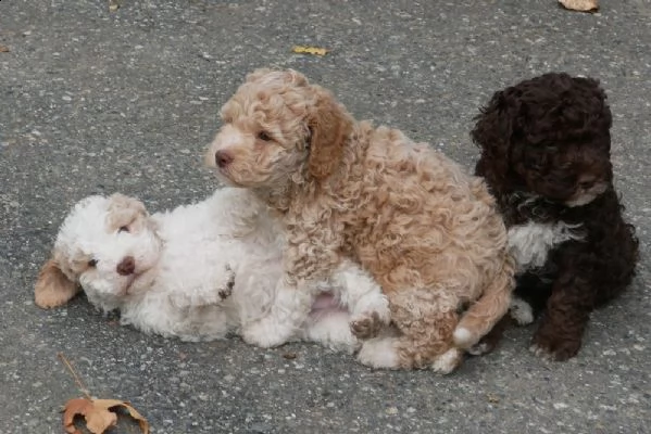 lagotto romagnolo cuccioli introvabili cuccioli di lagotto romagnolo intelligenti e dolcissimi attac