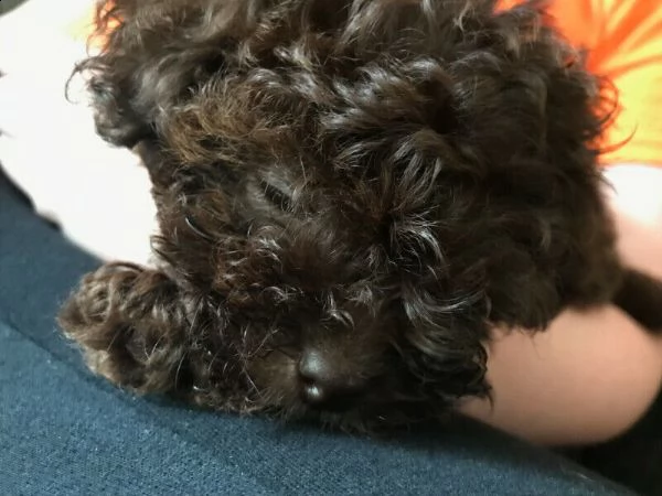 cuccioli di barboncino toy | Foto 2