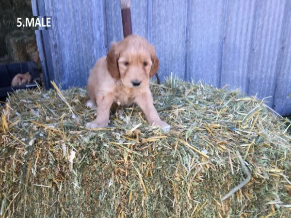 cuccioli di barboncino toy | Foto 1