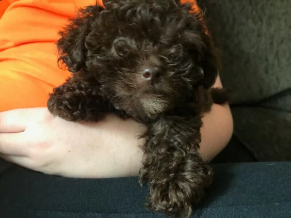 cuccioli di barboncino toy