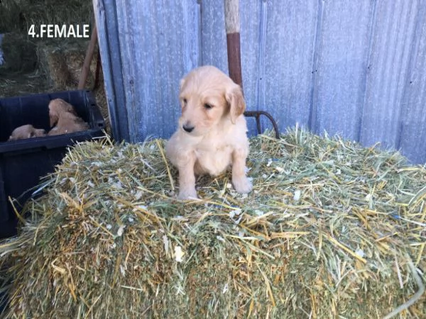 cuccioli di barboncino toy | Foto 0