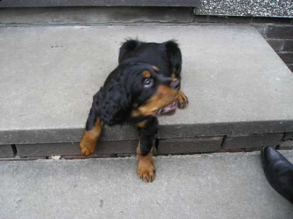 belllissimi cuccioli di gordon setter | Foto 2