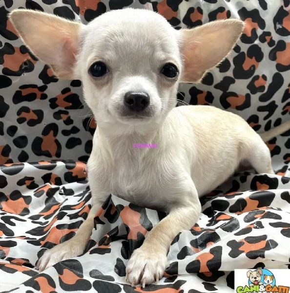  cuccioli di chihuahua toy crema 