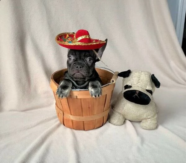 bulldog  bouledogue francese cuccioli blu | Foto 1