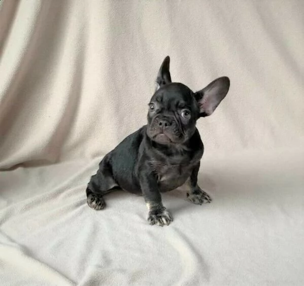 bulldog  bouledogue francese cuccioli blu | Foto 0