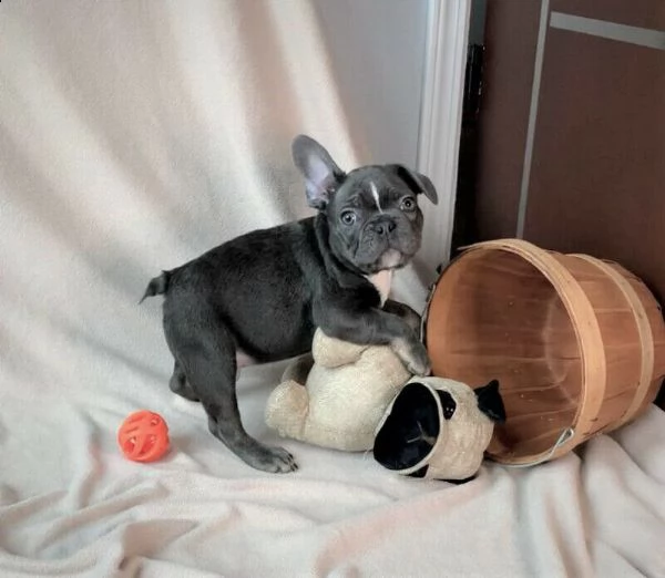 bulldog  bouledogue francese cuccioli blu