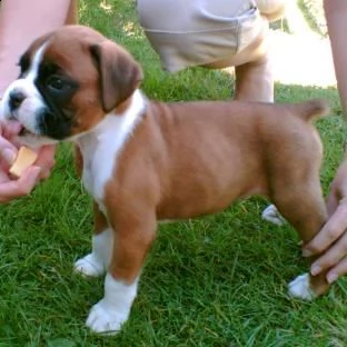 cuccioli incrocio boxer  | Foto 0