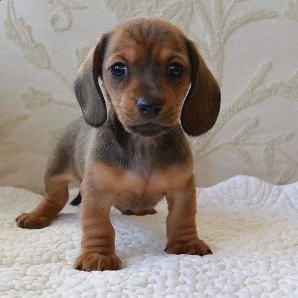  adorabili cuccioli di bassotto