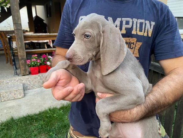 weimaraner  maschio e femmina
