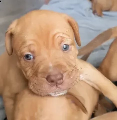 cuccioli di dogue de bordeaux