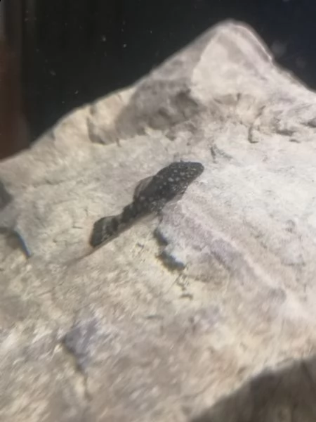 baby ancistrus 