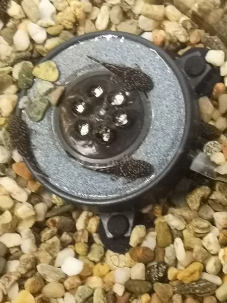 baby ancistrus  | Foto 0