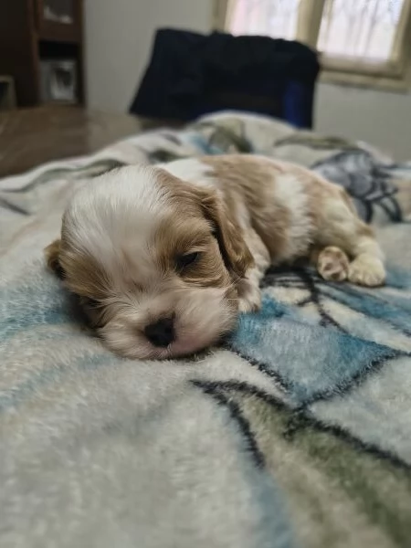 Cuccioli di cavalier king Charles spaniel  | Foto 5