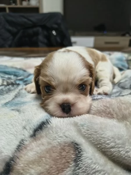 Cuccioli di cavalier king Charles spaniel  | Foto 4