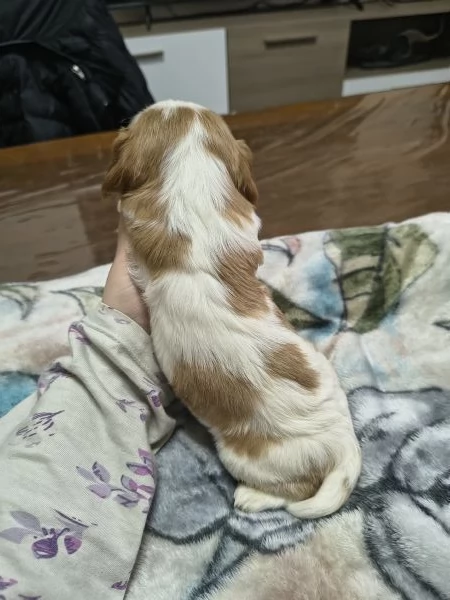 Cuccioli di cavalier king Charles spaniel  | Foto 3