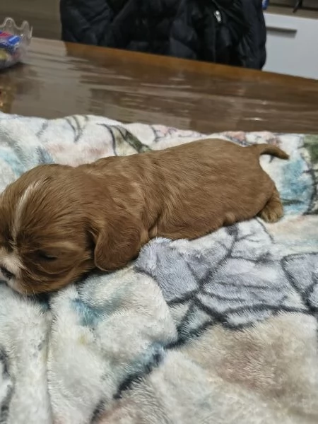 Cuccioli di cavalier king Charles spaniel  | Foto 2