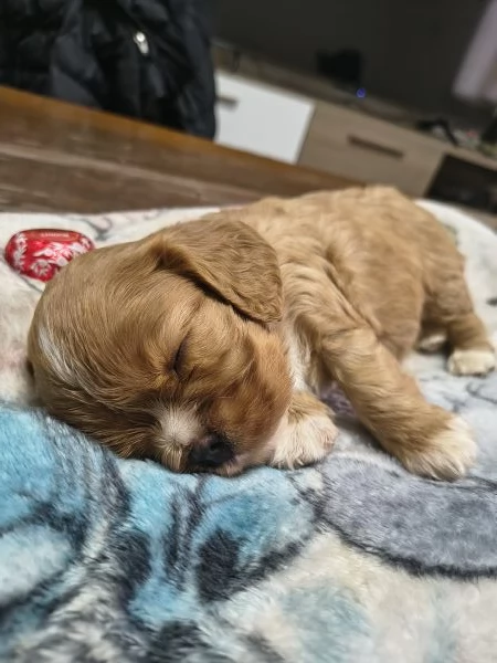 Cuccioli di cavalier king Charles spaniel  | Foto 1