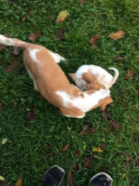 cucciole di beagle | Foto 0