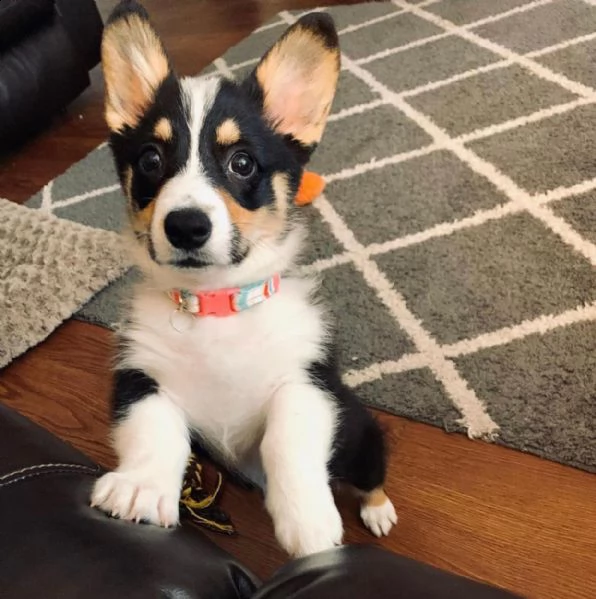 cuccioli di corgi eccezionali