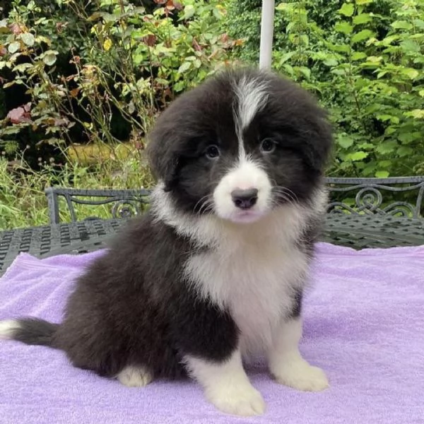 adorabili cuccioli di border collie  pronti per ladozione