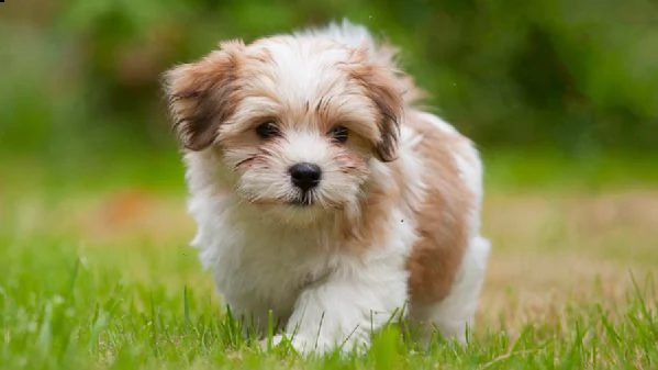 email  arwenbrades10atgmailcom bellissimi cuccioli di havanese con pedigree tricolori biancoaran