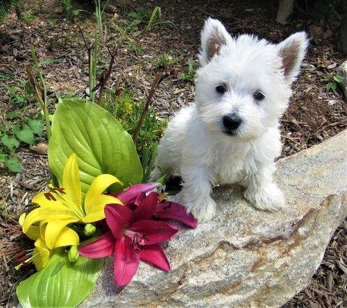  adorabili cuccioli  west highland terrier bianco  femminucce e maschietti disponibili per natale