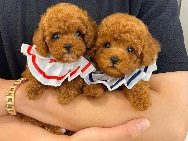 cuccioli barboncini toy