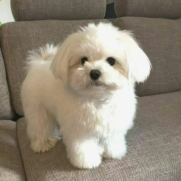 mini maltesi toy