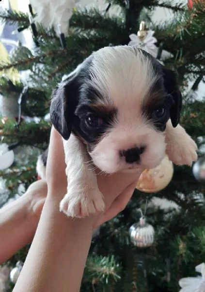 ancora disponibile un cavalier king 