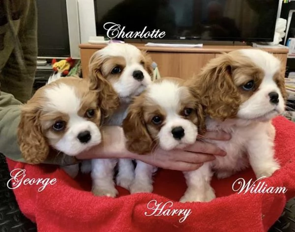 cucciolo di cavalier king 
