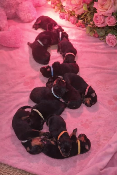 Cuccioli ALTA GENEALOGIA disponibili in Allevamento Riconosciuto ENCI | Foto 1