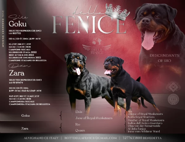 Cuccioli ALTA GENEALOGIA disponibili in Allevamento Riconosciuto ENCI