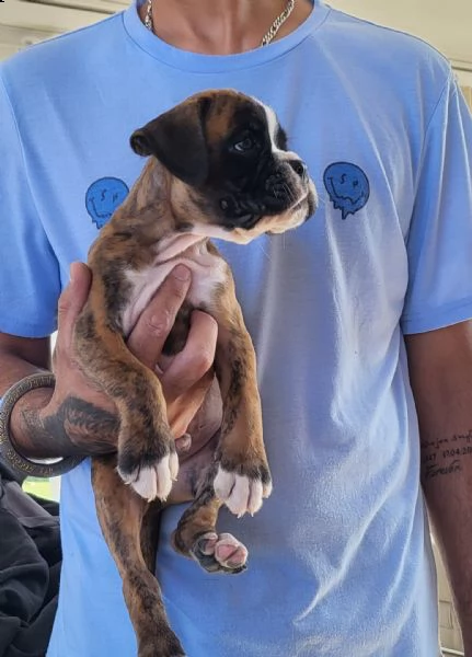bellissimo cucciolo di boxer | Foto 0