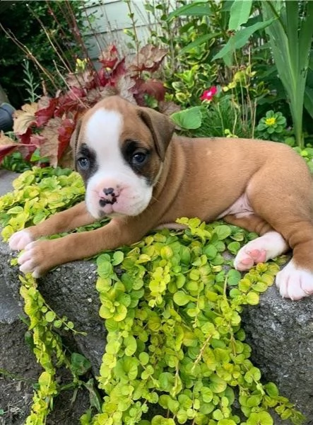 adorabili cuccioli di boxer  pronti per ladozione