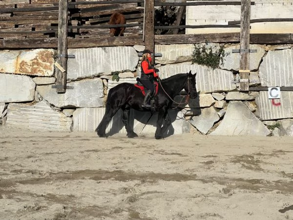 frisone castrone 7 anni | Foto 3