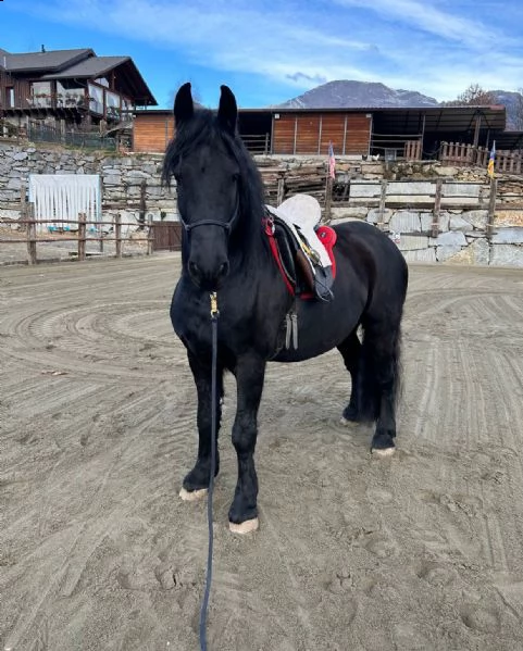 frisone castrone 7 anni | Foto 0
